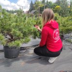 Borovica hladká (Pinus Strobus) ´NANA´  výška 50-60 cm, kont. C45L 